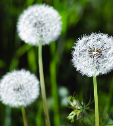 Pusteblumen